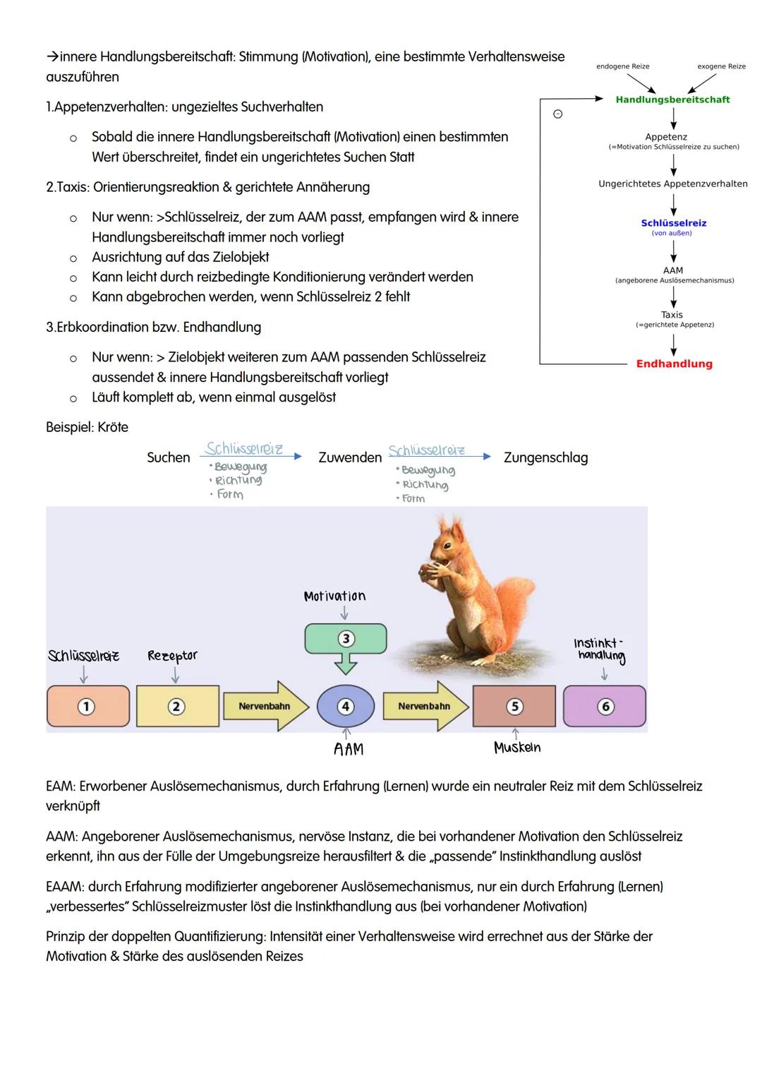 NEUROBIOLOGIE NEUROBIOLOGIE
Verhalten: Reiz-Reaktions-Schema
Reiz >>>
→sensorische/ afferente Nerven sind Nerven,
die eine Erregung zum ZNS 