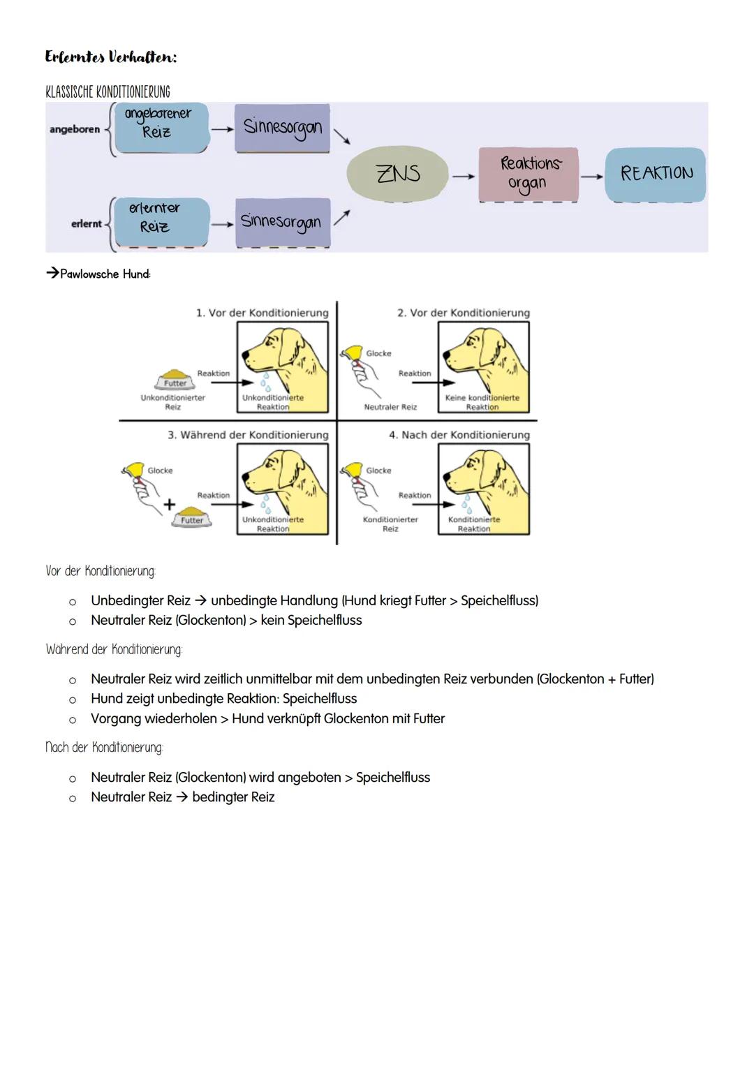 NEUROBIOLOGIE NEUROBIOLOGIE
Verhalten: Reiz-Reaktions-Schema
Reiz >>>
→sensorische/ afferente Nerven sind Nerven,
die eine Erregung zum ZNS 