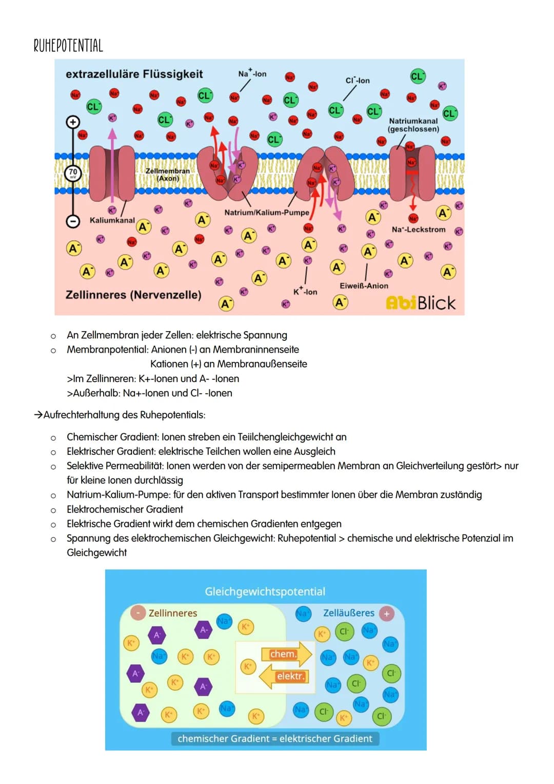 NEUROBIOLOGIE NEUROBIOLOGIE
Verhalten: Reiz-Reaktions-Schema
Reiz >>>
→sensorische/ afferente Nerven sind Nerven,
die eine Erregung zum ZNS 