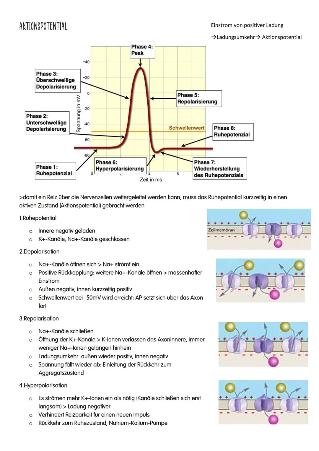 NEUROBIOLOGIE NEUROBIOLOGIE
Verhalten: Reiz-Reaktions-Schema
Reiz >>>
→sensorische/ afferente Nerven sind Nerven,
die eine Erregung zum ZNS 