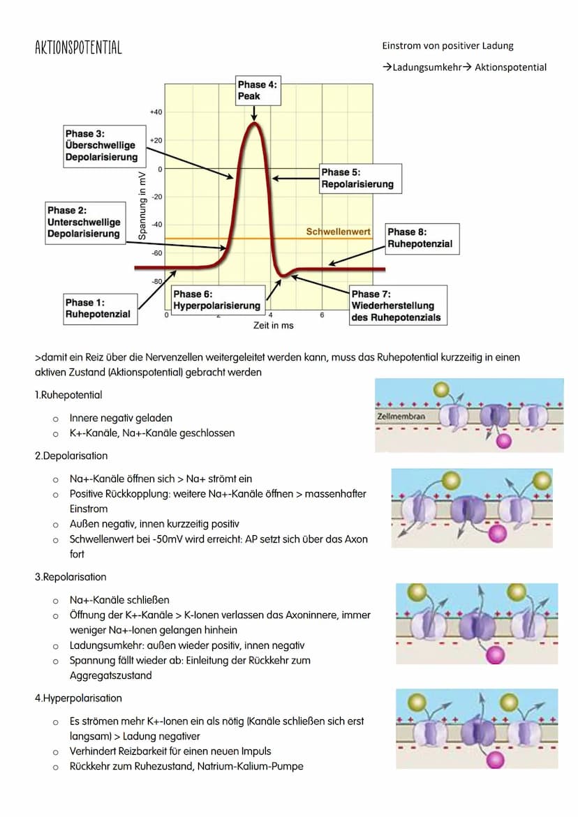 NEUROBIOLOGIE NEUROBIOLOGIE
Verhalten: Reiz-Reaktions-Schema
Reiz >>>
→sensorische/ afferente Nerven sind Nerven,
die eine Erregung zum ZNS 