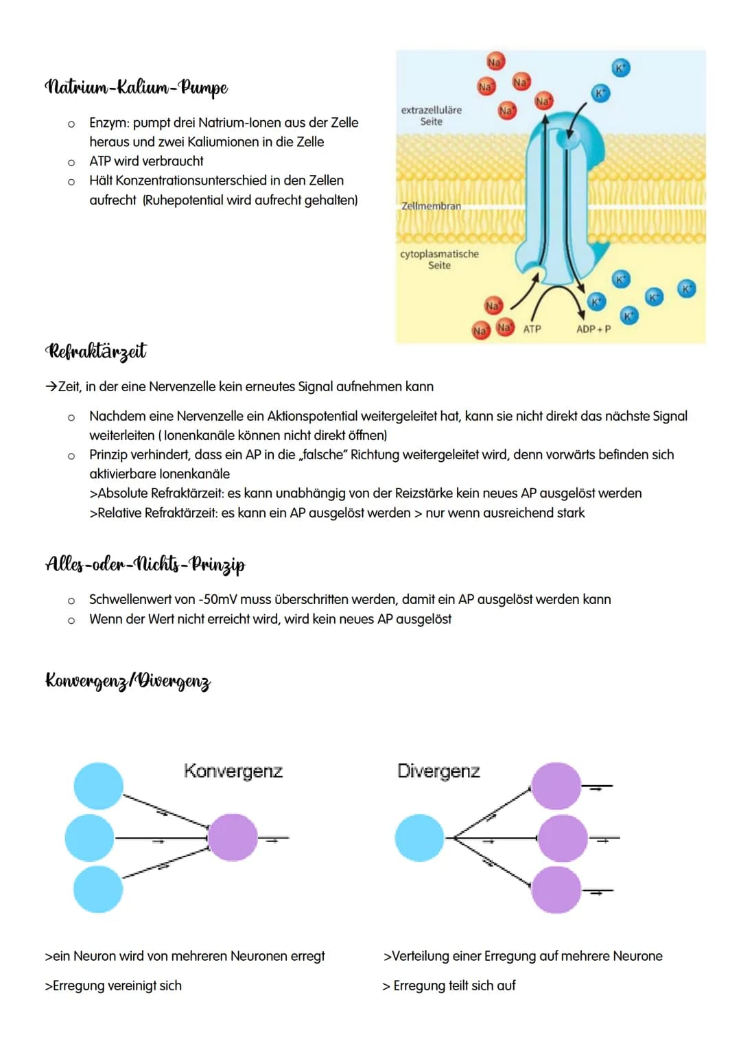 NEUROBIOLOGIE NEUROBIOLOGIE
Verhalten: Reiz-Reaktions-Schema
Reiz >>>
→sensorische/ afferente Nerven sind Nerven,
die eine Erregung zum ZNS 