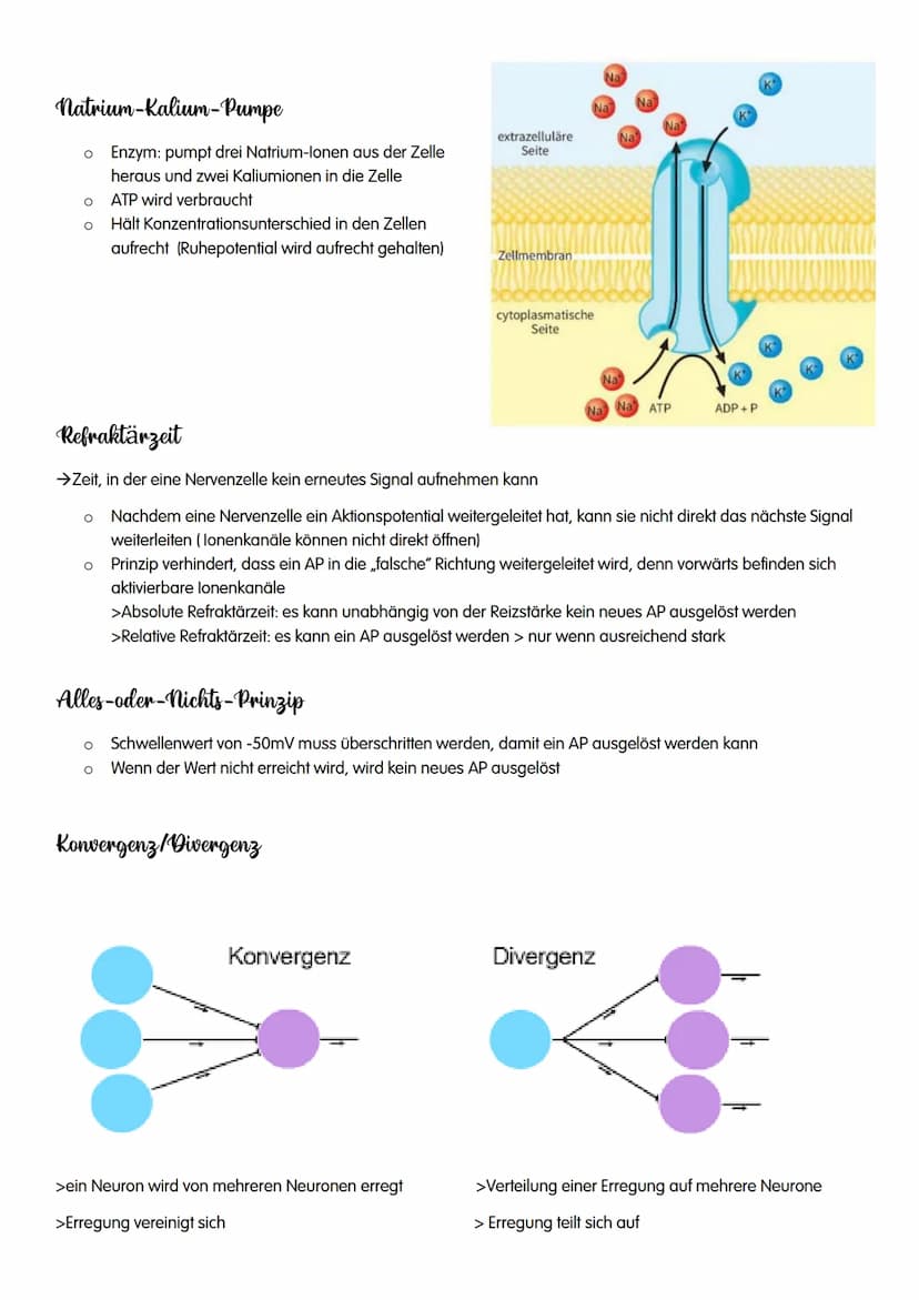 NEUROBIOLOGIE NEUROBIOLOGIE
Verhalten: Reiz-Reaktions-Schema
Reiz >>>
→sensorische/ afferente Nerven sind Nerven,
die eine Erregung zum ZNS 