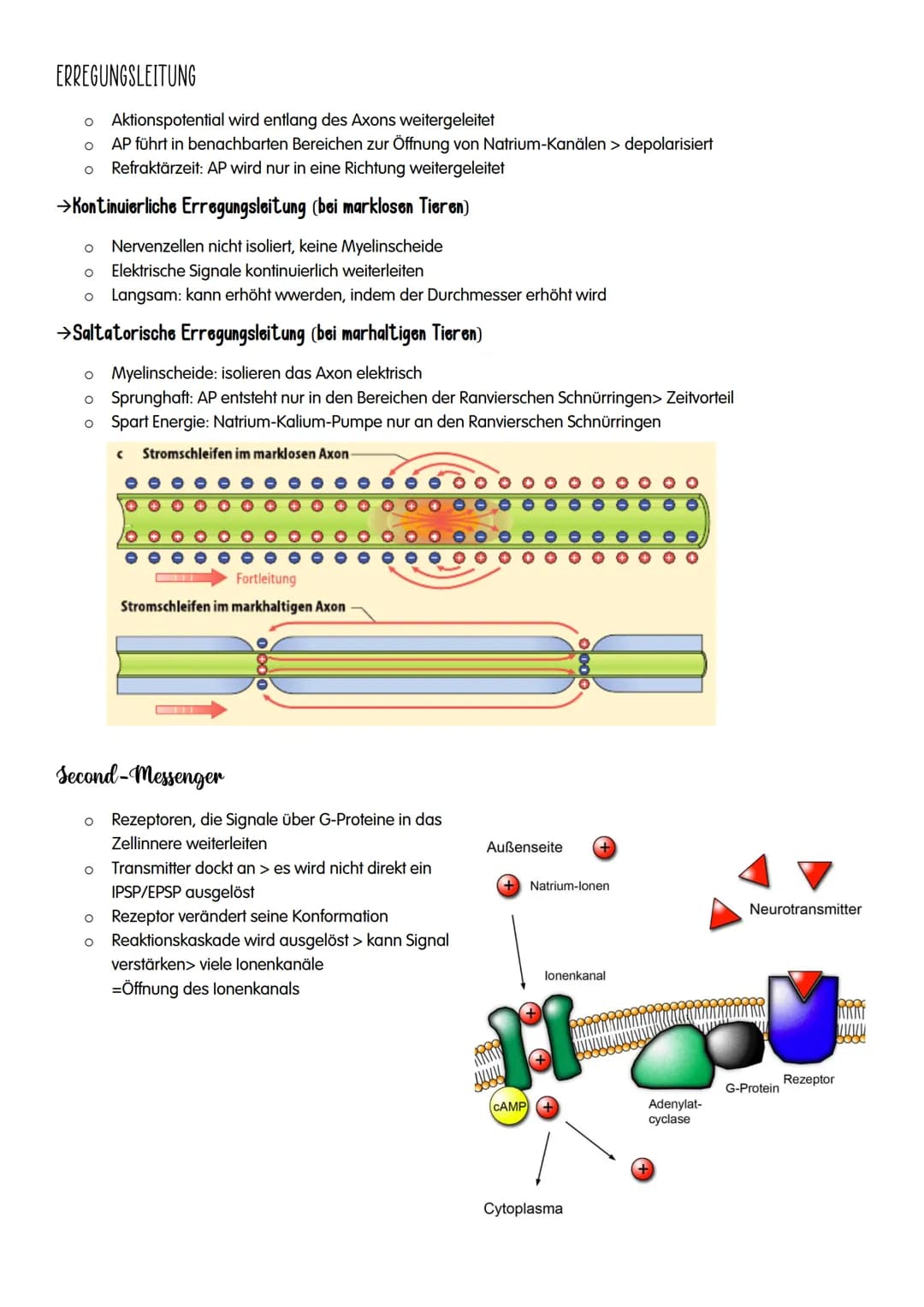 NEUROBIOLOGIE NEUROBIOLOGIE
Verhalten: Reiz-Reaktions-Schema
Reiz >>>
→sensorische/ afferente Nerven sind Nerven,
die eine Erregung zum ZNS 