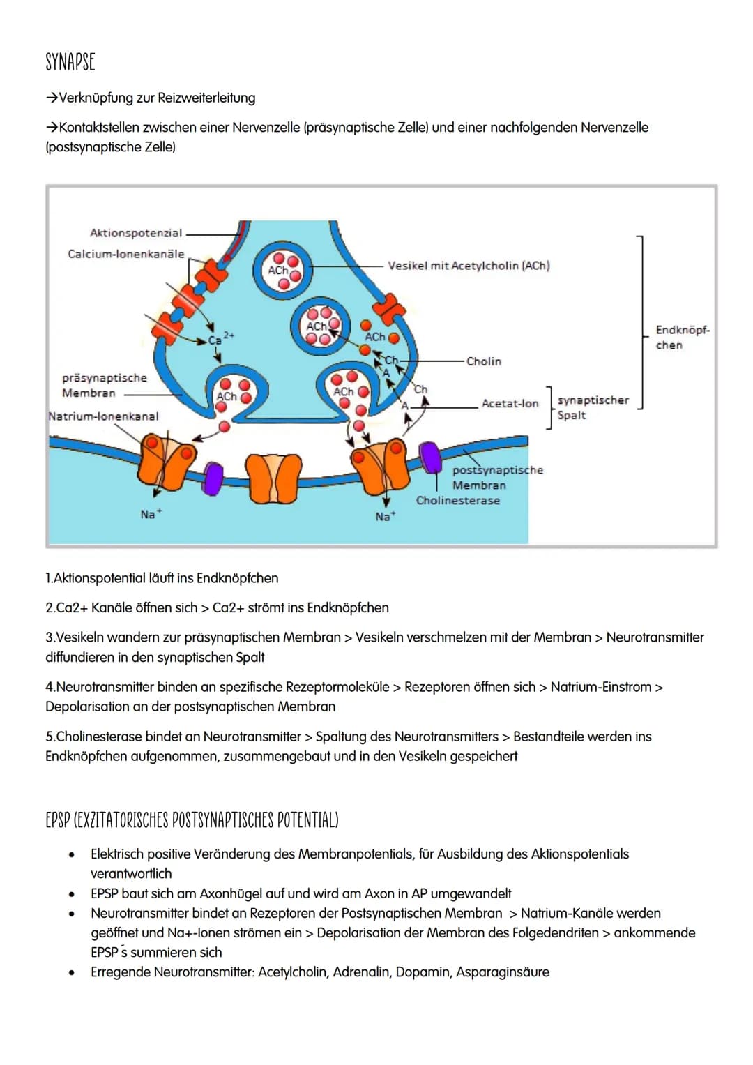 NEUROBIOLOGIE NEUROBIOLOGIE
Verhalten: Reiz-Reaktions-Schema
Reiz >>>
→sensorische/ afferente Nerven sind Nerven,
die eine Erregung zum ZNS 