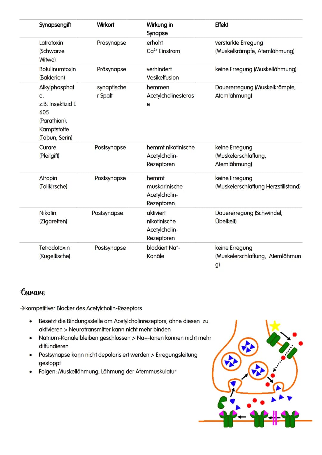 NEUROBIOLOGIE NEUROBIOLOGIE
Verhalten: Reiz-Reaktions-Schema
Reiz >>>
→sensorische/ afferente Nerven sind Nerven,
die eine Erregung zum ZNS 