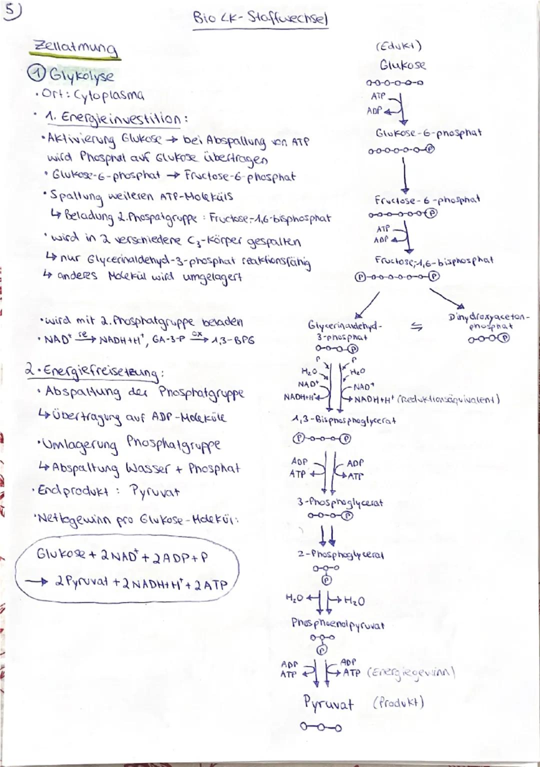 ## Fotosynthese

*biochemischer Vorgang, bei dem fotosynthetisch aktive Lebewesen, wie Pflanzen
und Cyanobakterien, Lichtenergie in chemisch