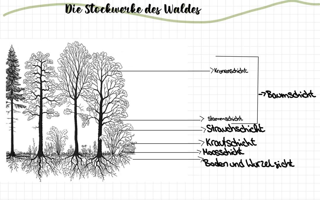 Die Stockwerke des Waldes