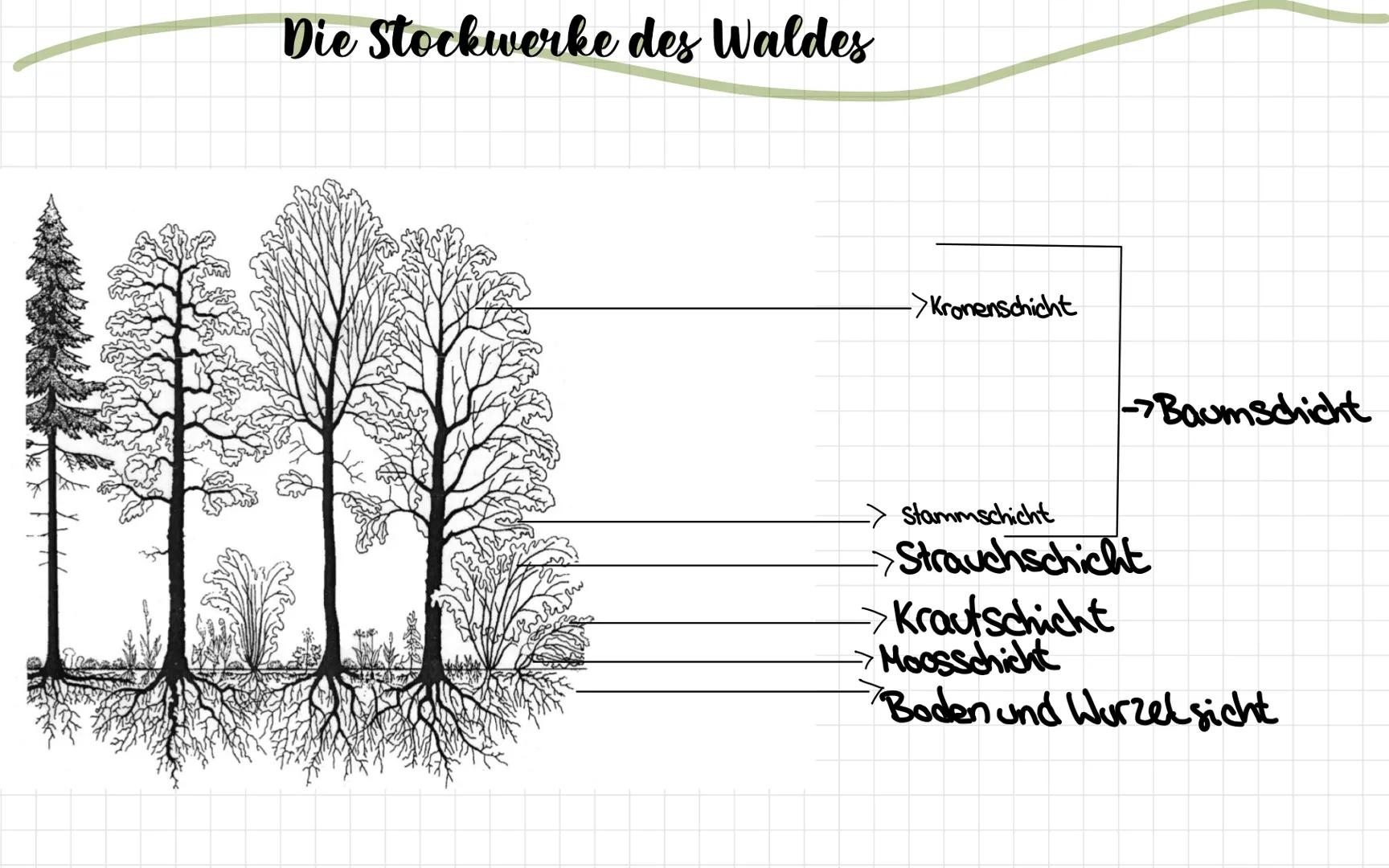 # Die Stockwerke des Waldes

->Kronenschicht

-Baumschicht

> Stammschicht
Strauchschicht

→Krautschicht
Moosschicht
Boden und Wurzel sicht 