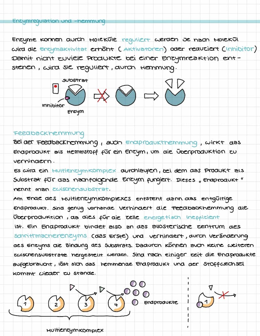 STOFFWECHSEL
Enzyme : Bau & Eigenschaften
-Enzyme sind Molekule, die stoffwechselvorgänge im Körper katalysieren.
warend sie im organismus d
