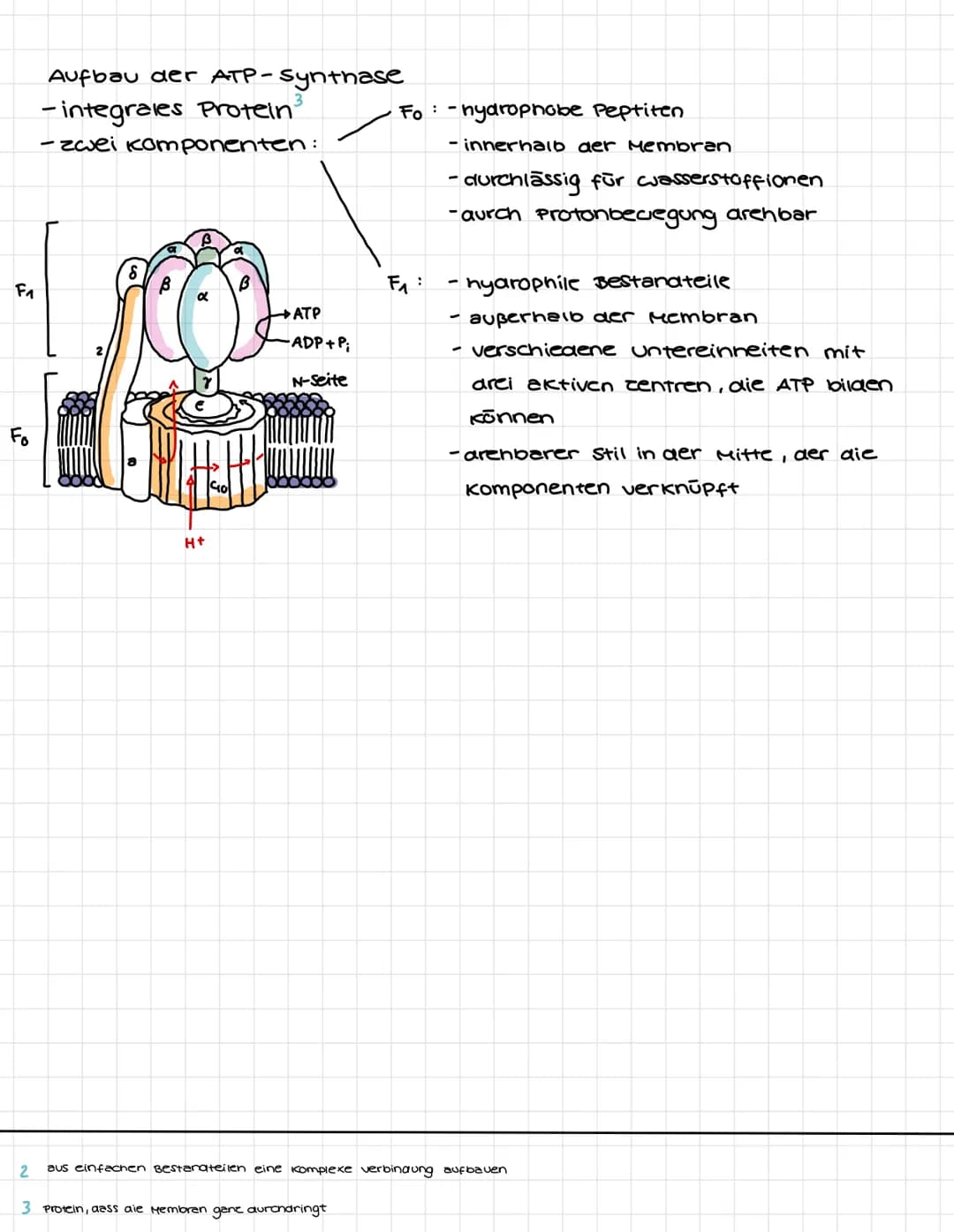 STOFFWECHSEL
Enzyme : Bau & Eigenschaften
-Enzyme sind Molekule, die stoffwechselvorgänge im Körper katalysieren.
warend sie im organismus d