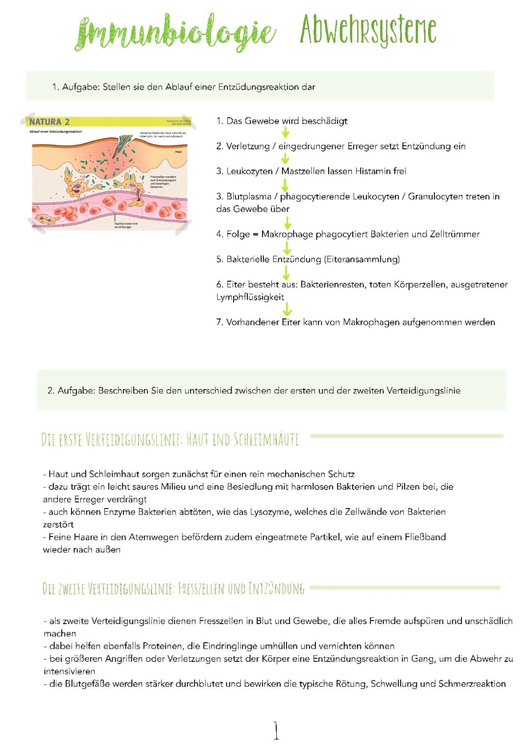 Ablauf einer Entzündungsreaktion einfach erklärt – Phasen und Immunabwehr