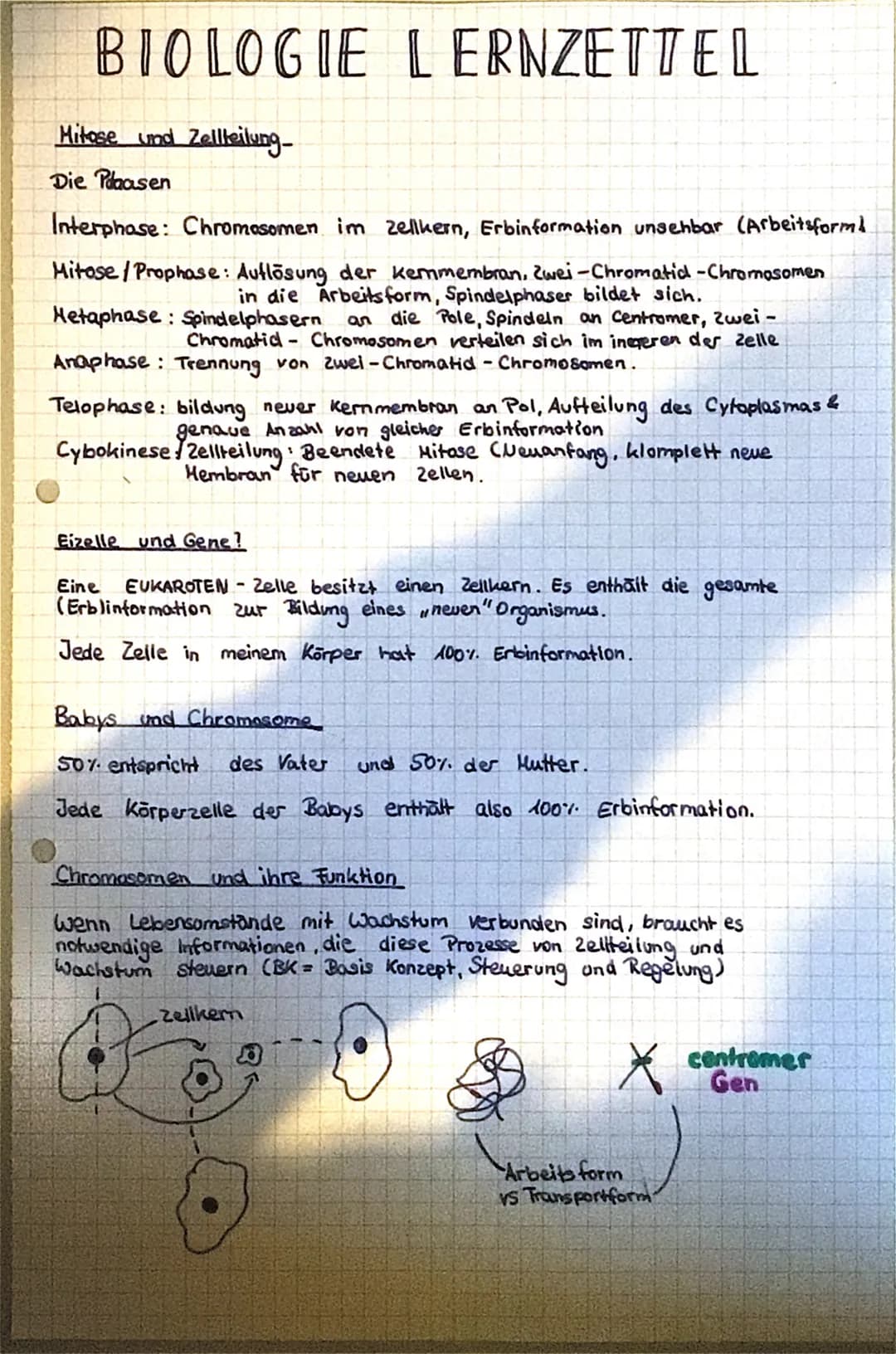 BIOLOGIE LERNZETTEL
Mitose und Zellteilung-
Die Plaasen
Interphase: Chromosomen im Zellkern, Erbinformation unsehbar (Arbeitsform
Mitose/Pro