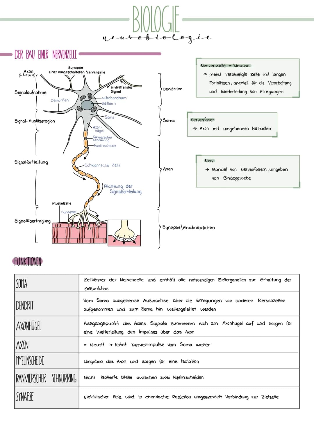 DER BAU EINER NERVENZELLE
Axon
( Neurit)
Signalaufnahme
Signalfortleitung
Synapse
einer vorgeschalteren Nervenzelle
Dendriten
Signal-Auslöse