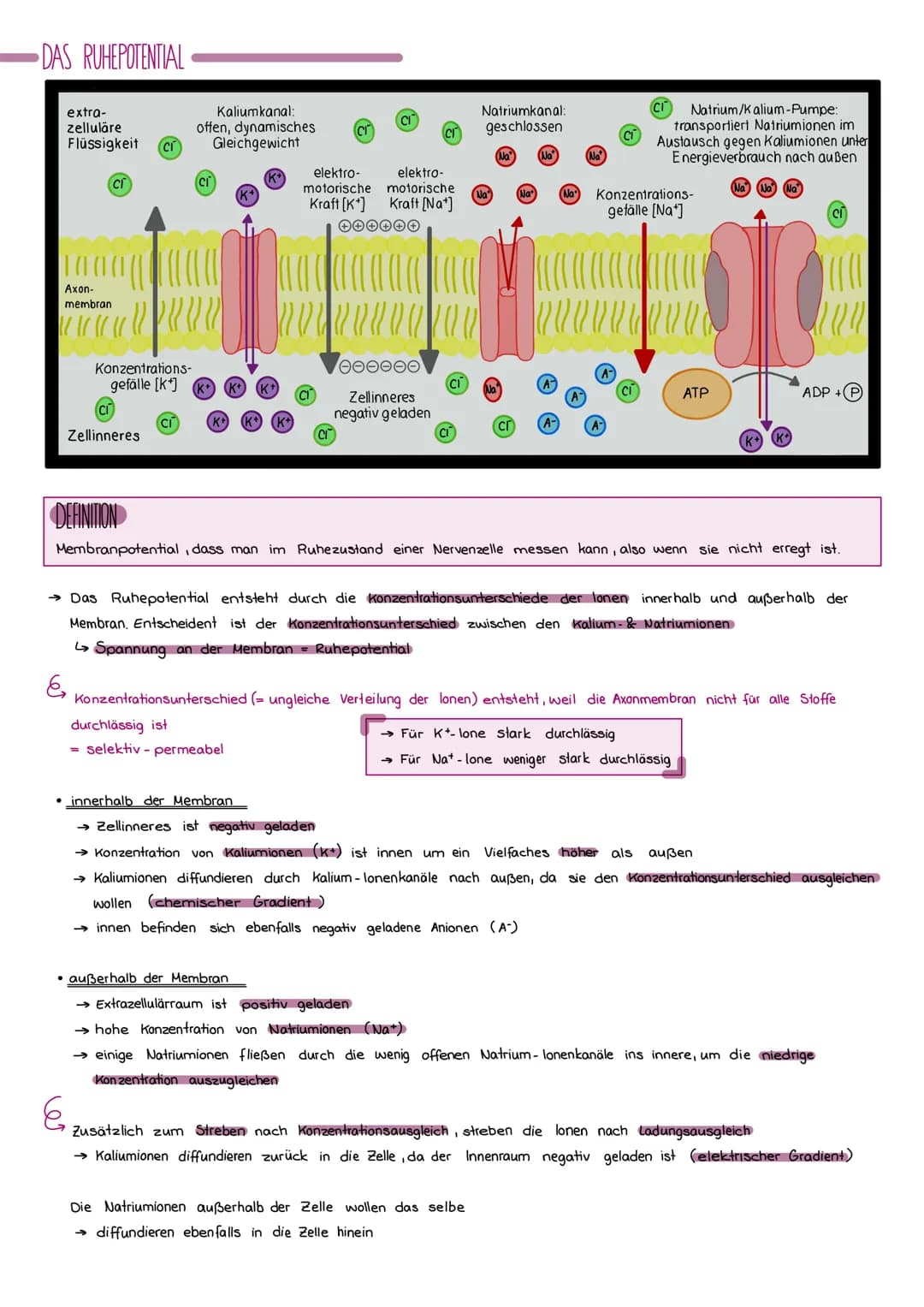 DER BAU EINER NERVENZELLE
Axon
( Neurit)
Signalaufnahme
Signalfortleitung
Synapse
einer vorgeschalteren Nervenzelle
Dendriten
Signal-Auslöse