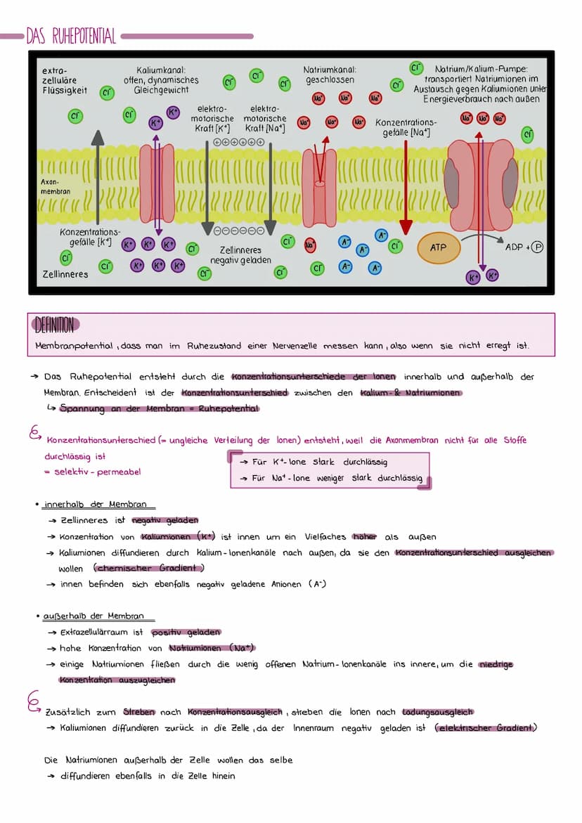 DER BAU EINER NERVENZELLE
Axon
( Neurit)
Signalaufnahme
Signalfortleitung
Synapse
einer vorgeschalteren Nervenzelle
Dendriten
Signal-Auslöse