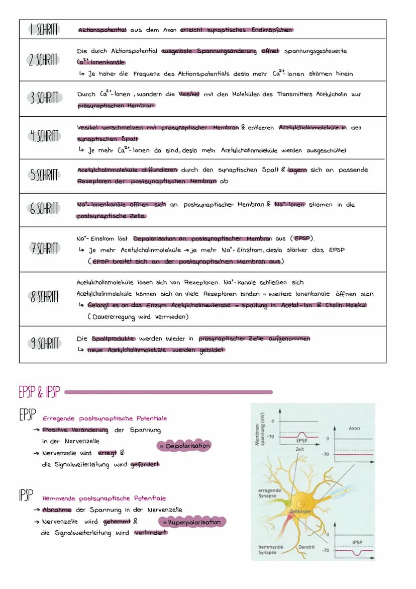 DER BAU EINER NERVENZELLE
Axon
( Neurit)
Signalaufnahme
Signalfortleitung
Synapse
einer vorgeschalteren Nervenzelle
Dendriten
Signal-Auslöse