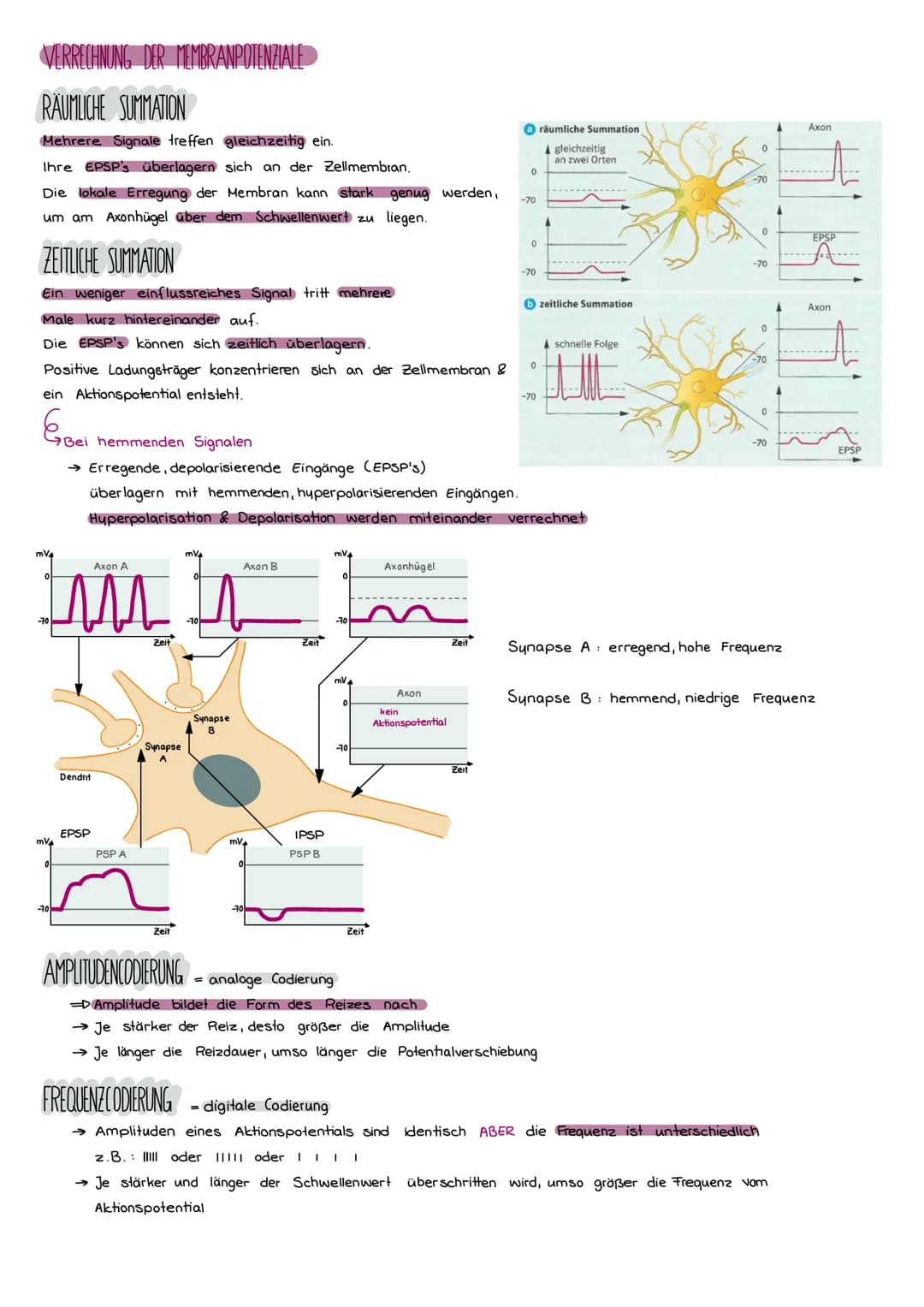 DER BAU EINER NERVENZELLE
Axon
( Neurit)
Signalaufnahme
Signalfortleitung
Synapse
einer vorgeschalteren Nervenzelle
Dendriten
Signal-Auslöse