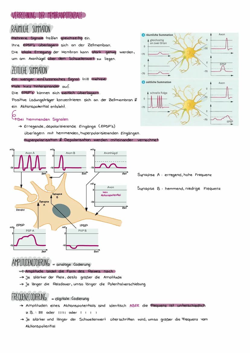 DER BAU EINER NERVENZELLE
Axon
( Neurit)
Signalaufnahme
Signalfortleitung
Synapse
einer vorgeschalteren Nervenzelle
Dendriten
Signal-Auslöse