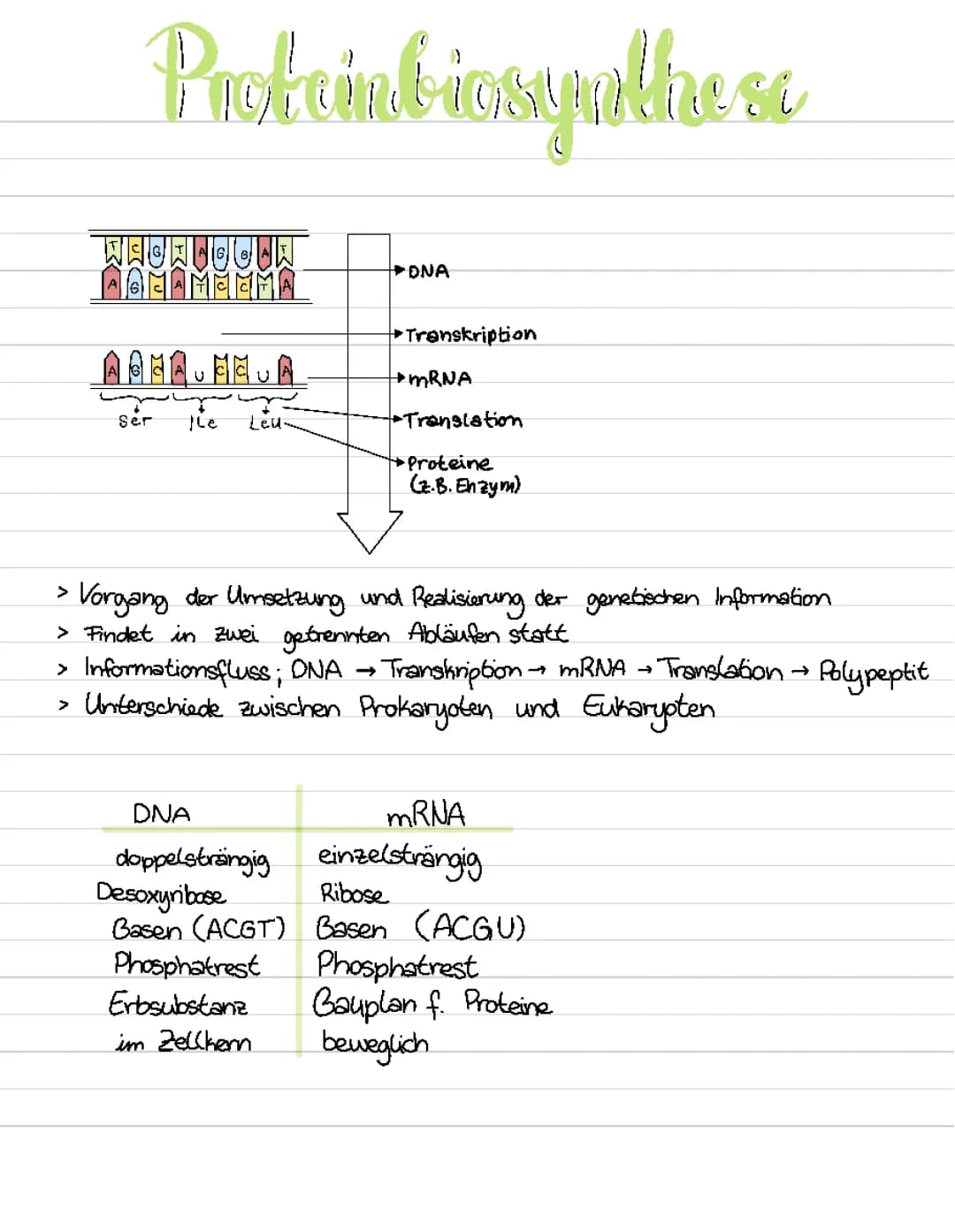 Proteinbiosynthese (Transkription, Translation)
