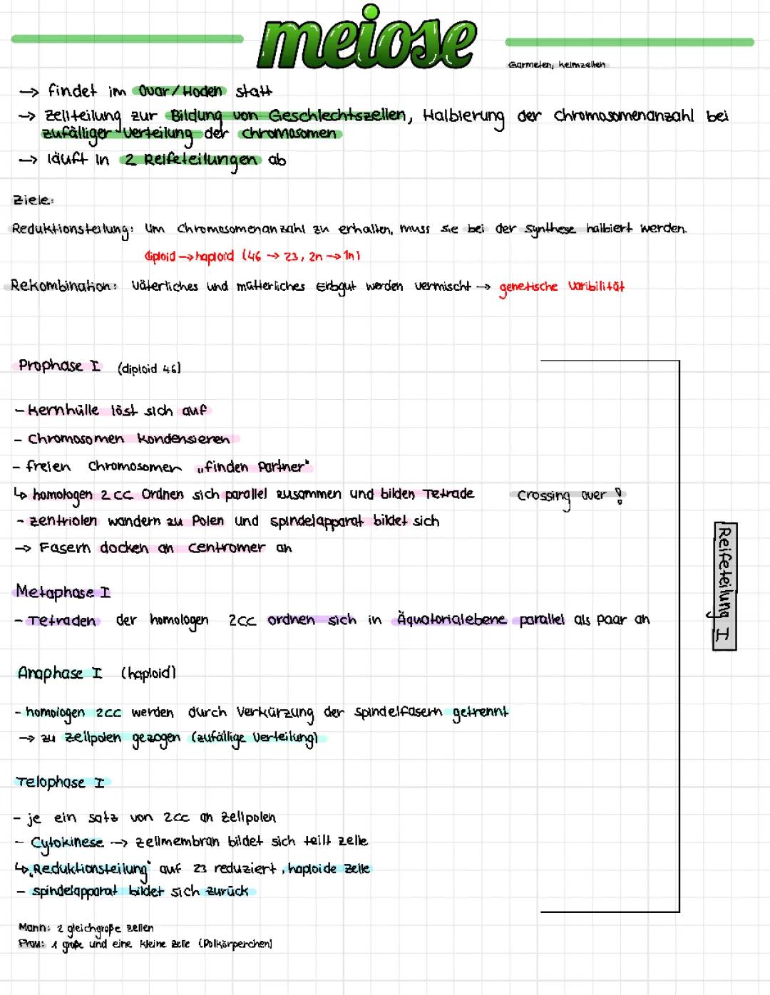 Meiose Phasen & Rekombination einfach erklärt