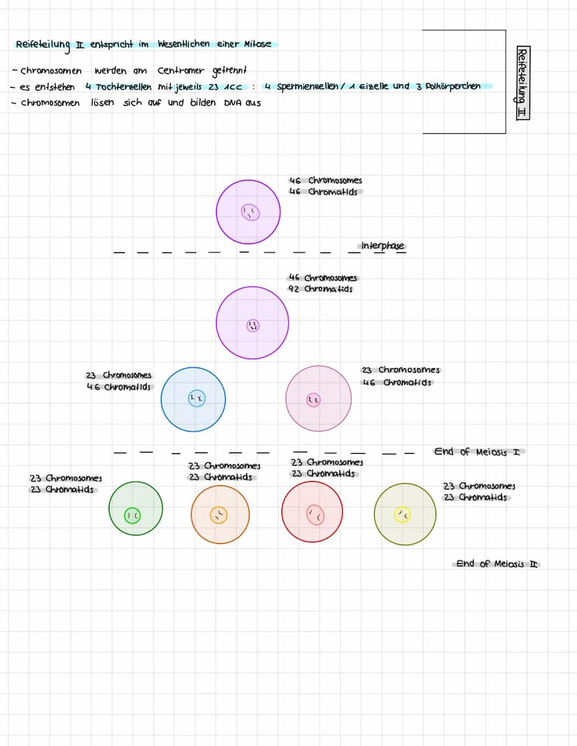 meiose
→ findet im Ovar/Hoden statt
→ Zellteilung zur Bildung von Geschlechtszellen, Halbierung der chromosomenanzahl bei
zufälliger verteil
