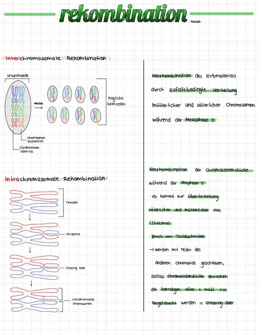 meiose
→ findet im Ovar/Hoden statt
→ Zellteilung zur Bildung von Geschlechtszellen, Halbierung der chromosomenanzahl bei
zufälliger verteil