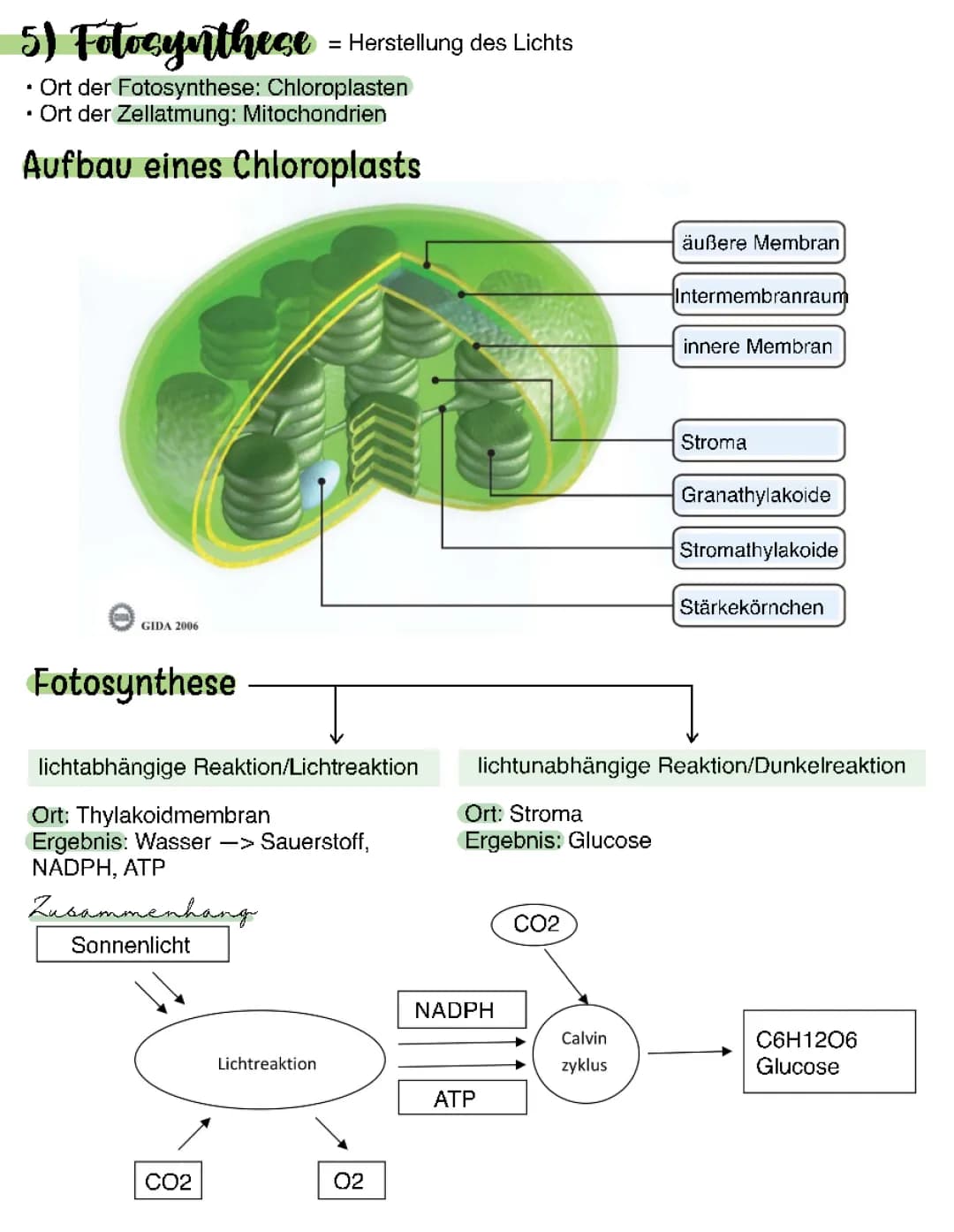 Fotosynthese 