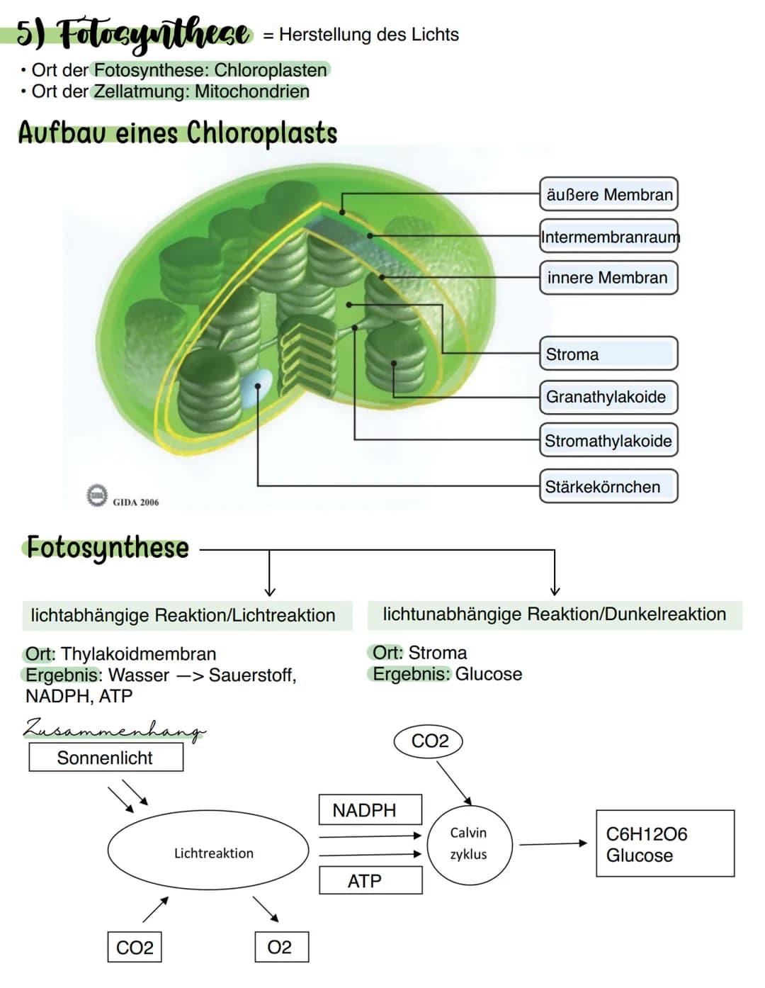 5) Fotocynthese = Herstellung des Lichts
• Ort der Fotosynthese: Chloroplasten
• Ort der Zellatmung: Mitochondrien
Aufbau eines Chloroplasts