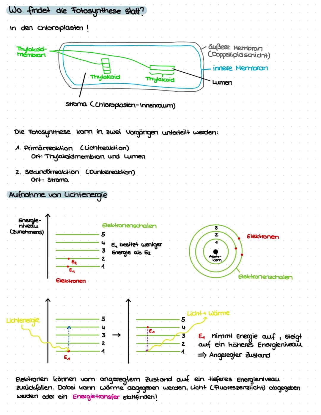 Wo findet die Fotosynthese statt?
In den chloroplasten !
Thylacoid-
membran
Ort: Thylakoidmembran und Lumen
Energie-
niveau
(zunehmend)
Thyl