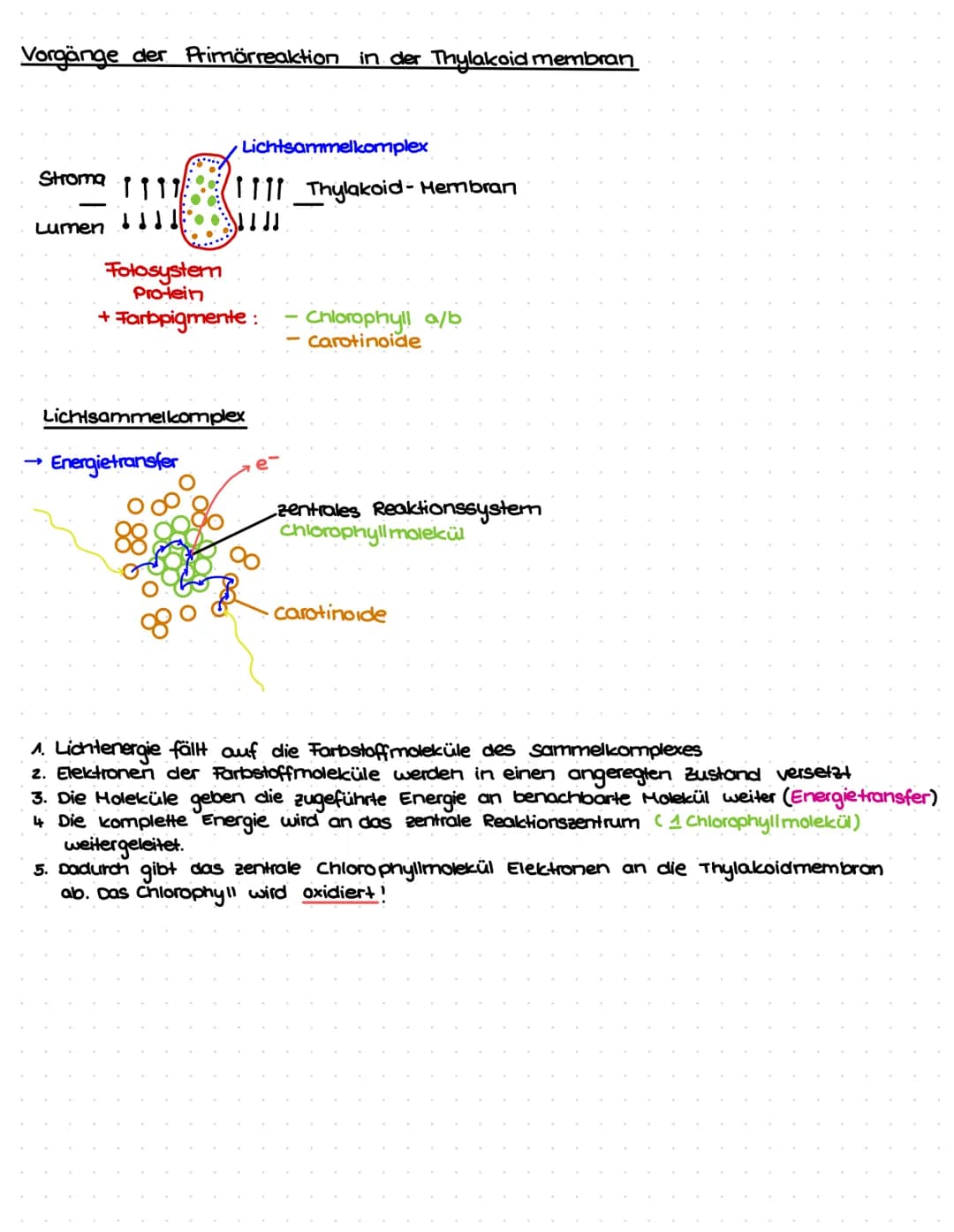 Wo findet die Fotosynthese statt?
In den chloroplasten !
Thylacoid-
membran
Ort: Thylakoidmembran und Lumen
Energie-
niveau
(zunehmend)
Thyl