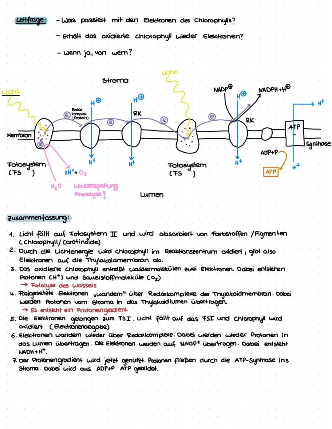 Wo findet die Fotosynthese statt?
In den chloroplasten !
Thylacoid-
membran
Ort: Thylakoidmembran und Lumen
Energie-
niveau
(zunehmend)
Thyl