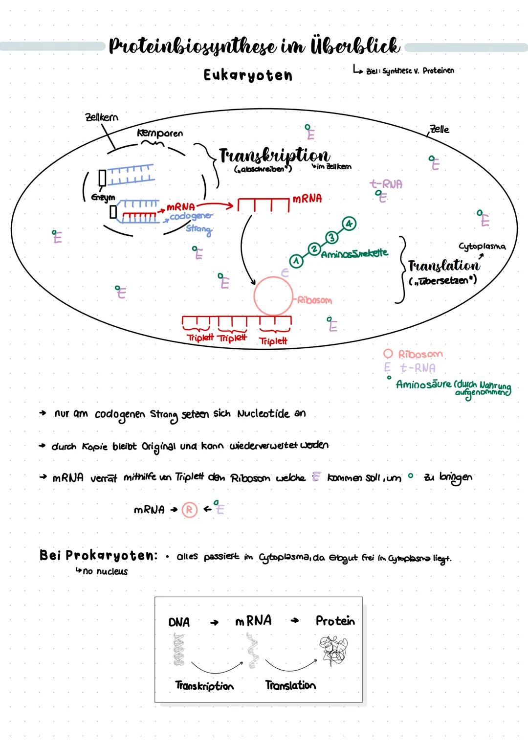 # Proteinbiosynthese im Überblick

Eukaryoten

L→Ziel: Synthese v. Proteinen

Zellkern

Kemporen

Transkription

(albschreiben")

E

(

Enzy