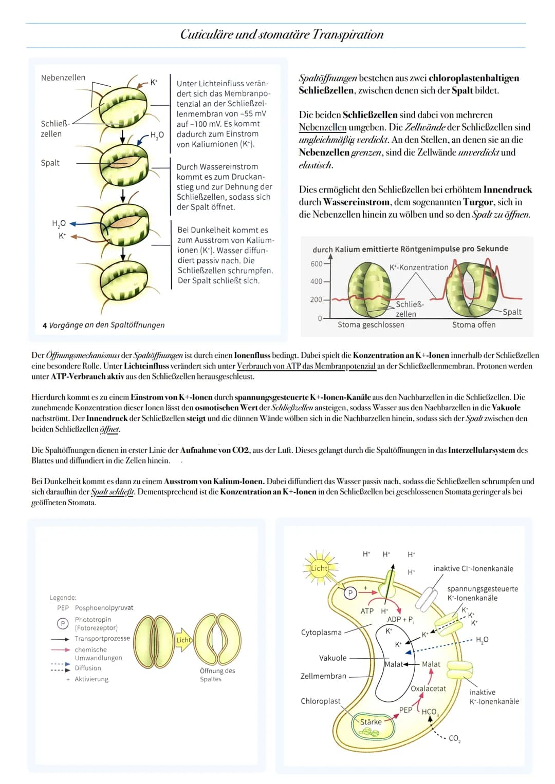 ABITUR: FOTOSYNTHESE
Biologie Leistungskurs in Niedersachsen
@worth.learning-H.H Bedeutung der Fotosynthese
Energieformen: sind unter andere