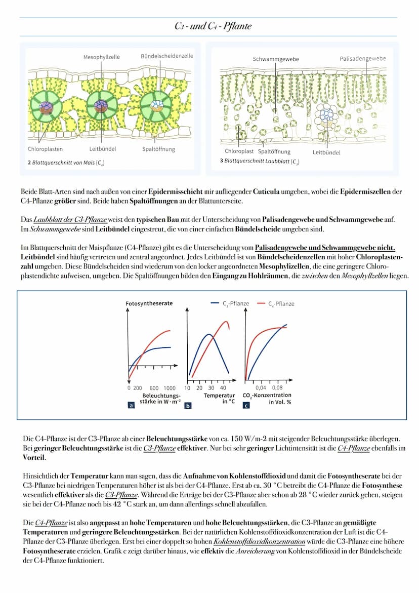 ABITUR: FOTOSYNTHESE
Biologie Leistungskurs in Niedersachsen
@worth.learning-H.H Bedeutung der Fotosynthese
Energieformen: sind unter andere