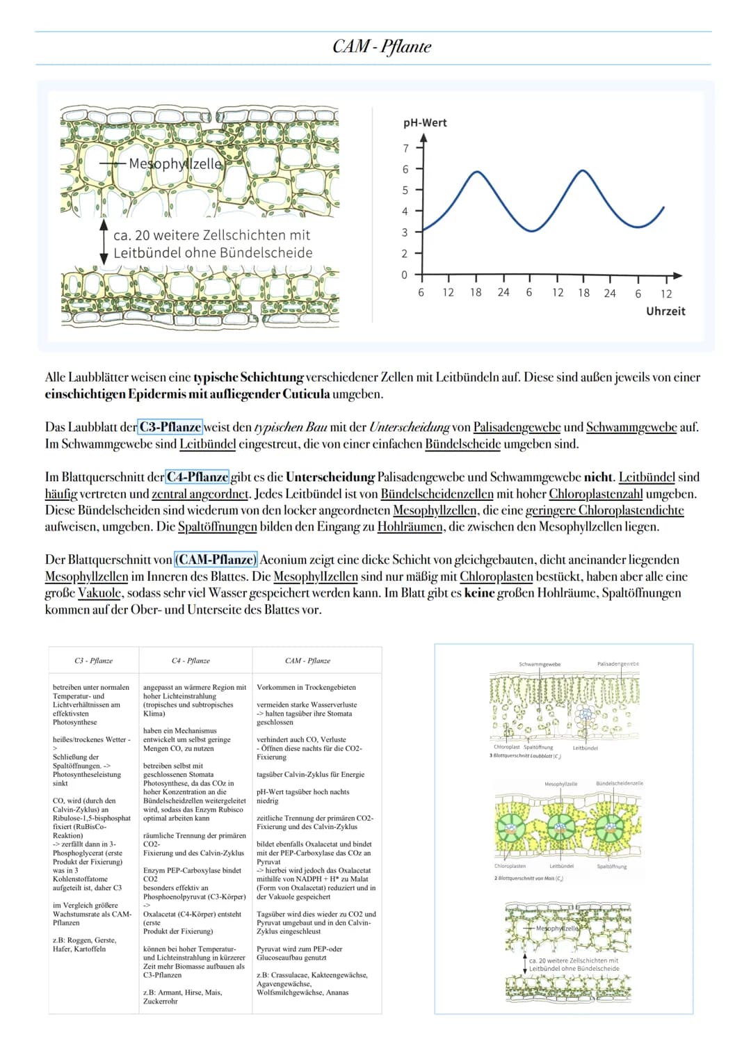 ABITUR: FOTOSYNTHESE
Biologie Leistungskurs in Niedersachsen
@worth.learning-H.H Bedeutung der Fotosynthese
Energieformen: sind unter andere