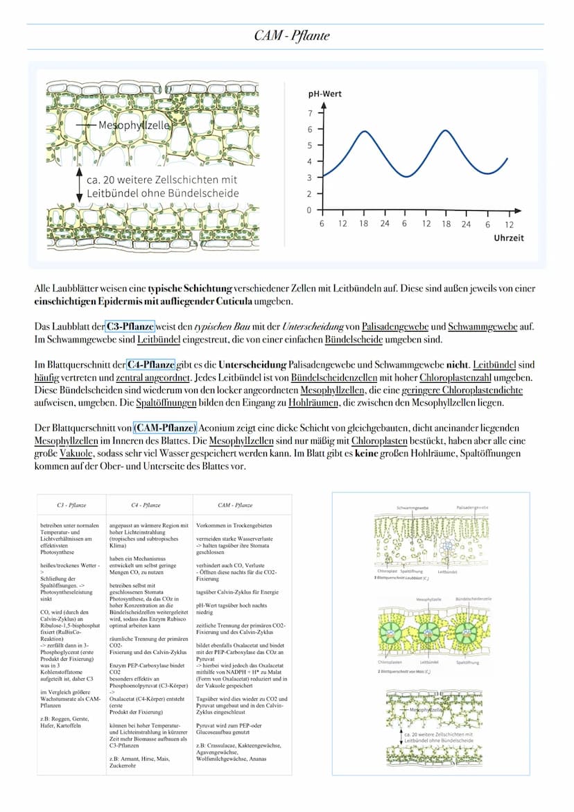 ABITUR: FOTOSYNTHESE
Biologie Leistungskurs in Niedersachsen
@worth.learning-H.H Bedeutung der Fotosynthese
Energieformen: sind unter andere