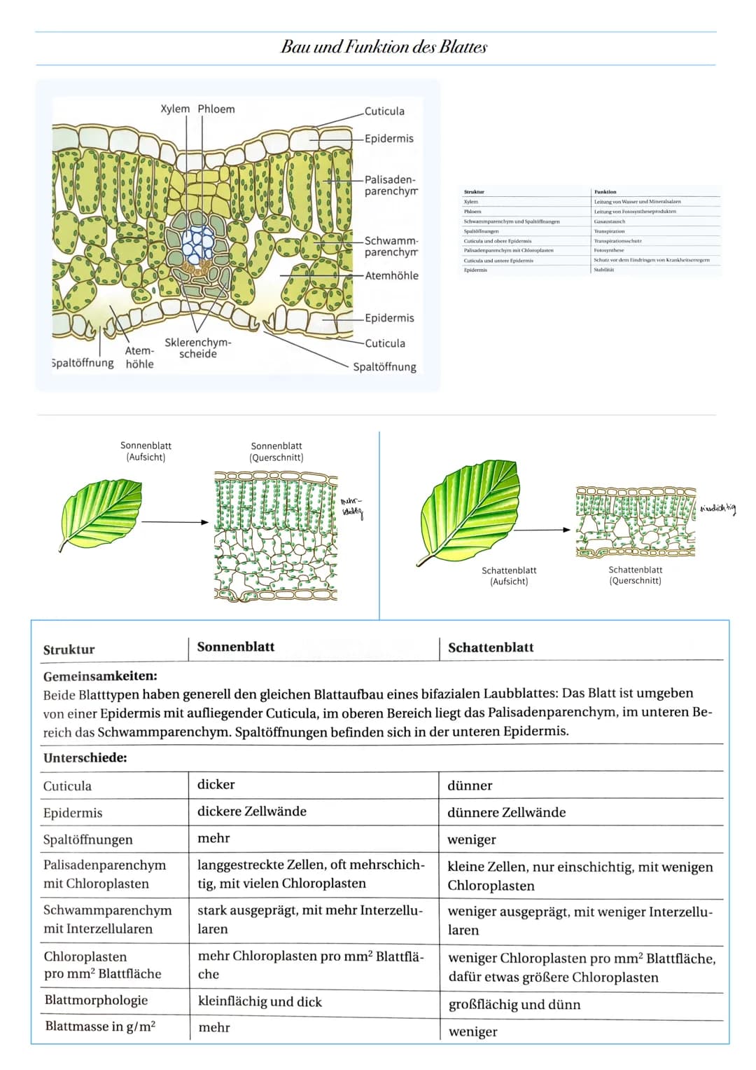 ABITUR: FOTOSYNTHESE
Biologie Leistungskurs in Niedersachsen
@worth.learning-H.H Bedeutung der Fotosynthese
Energieformen: sind unter andere