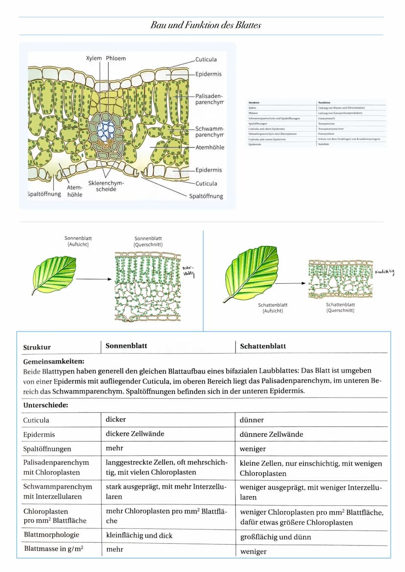 ABITUR: FOTOSYNTHESE
Biologie Leistungskurs in Niedersachsen
@worth.learning-H.H Bedeutung der Fotosynthese
Energieformen: sind unter andere