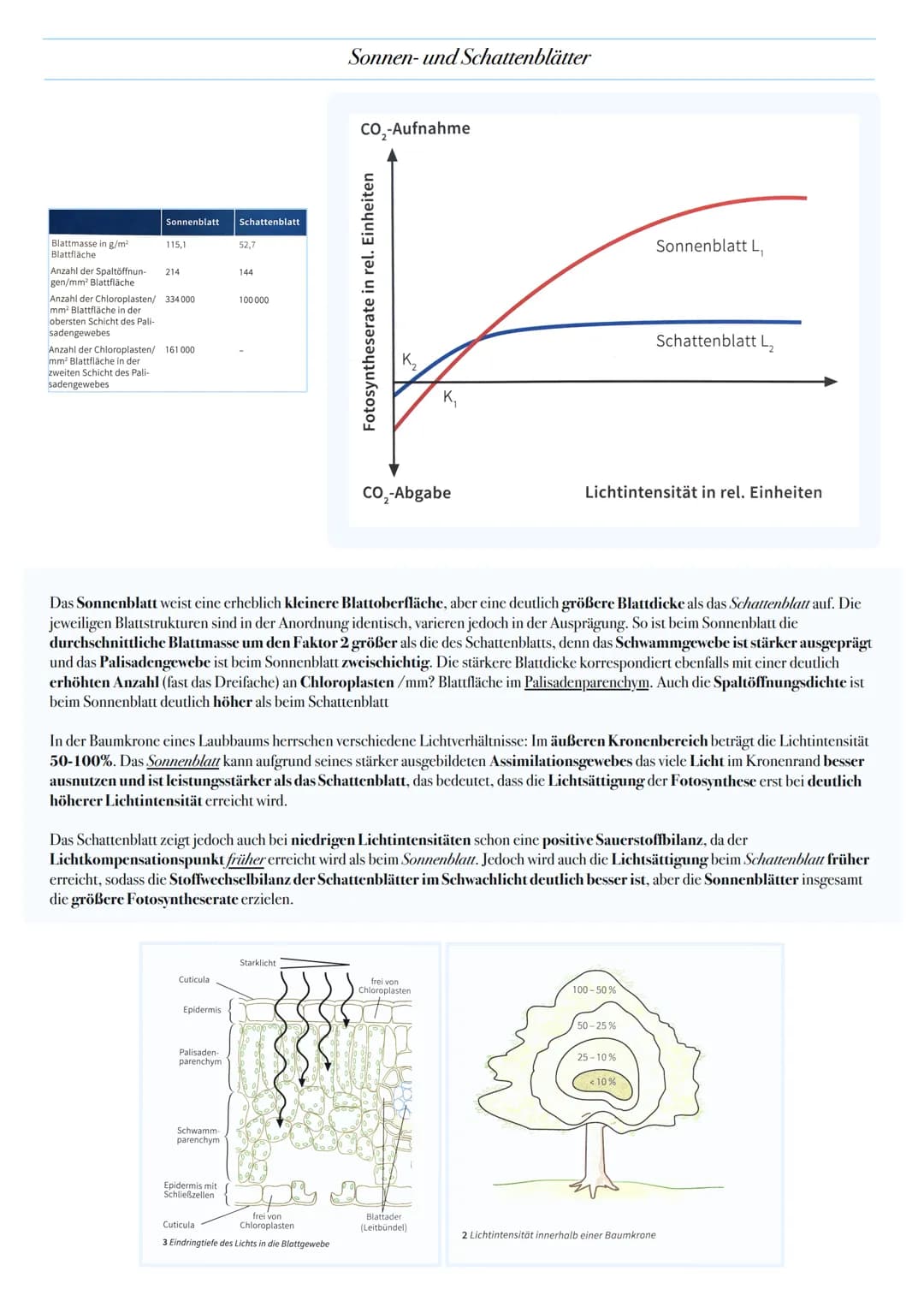 ABITUR: FOTOSYNTHESE
Biologie Leistungskurs in Niedersachsen
@worth.learning-H.H Bedeutung der Fotosynthese
Energieformen: sind unter andere