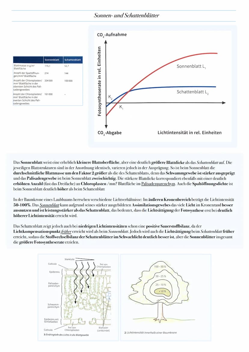 ABITUR: FOTOSYNTHESE
Biologie Leistungskurs in Niedersachsen
@worth.learning-H.H Bedeutung der Fotosynthese
Energieformen: sind unter andere