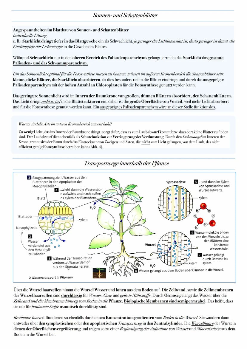 ABITUR: FOTOSYNTHESE
Biologie Leistungskurs in Niedersachsen
@worth.learning-H.H Bedeutung der Fotosynthese
Energieformen: sind unter andere