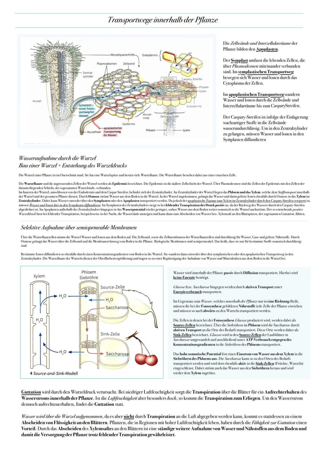 ABITUR: FOTOSYNTHESE
Biologie Leistungskurs in Niedersachsen
@worth.learning-H.H Bedeutung der Fotosynthese
Energieformen: sind unter andere