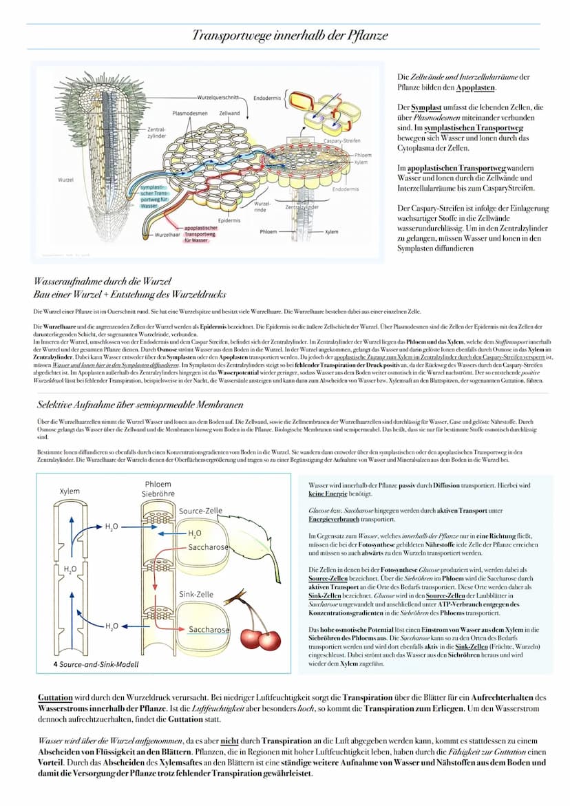 ABITUR: FOTOSYNTHESE
Biologie Leistungskurs in Niedersachsen
@worth.learning-H.H Bedeutung der Fotosynthese
Energieformen: sind unter andere