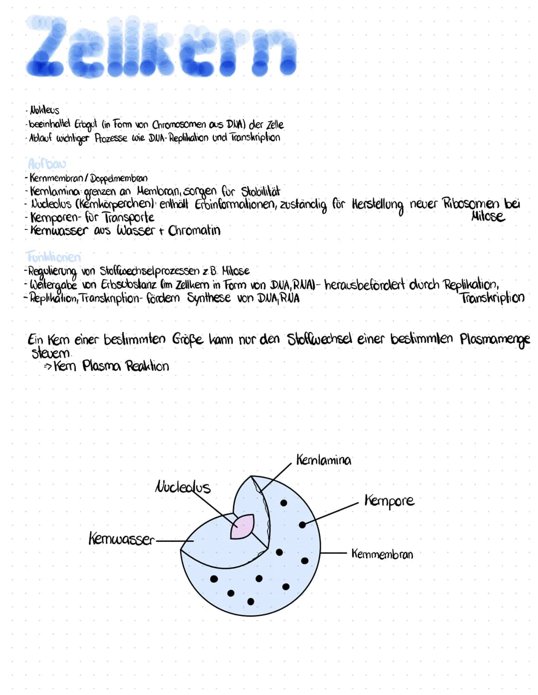 Zellkern
-Nukleus
-beeinhaltet Erbgut (in Form von Chromosomen aus DNA) der Zelle
Ablauf wichtiger Prozesse wie DUA-Replikation und Transkri
