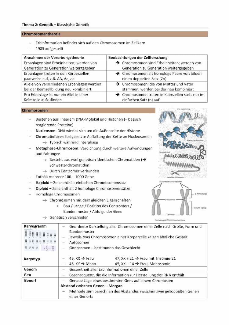 Know Genetik - Biologie  thumbnail