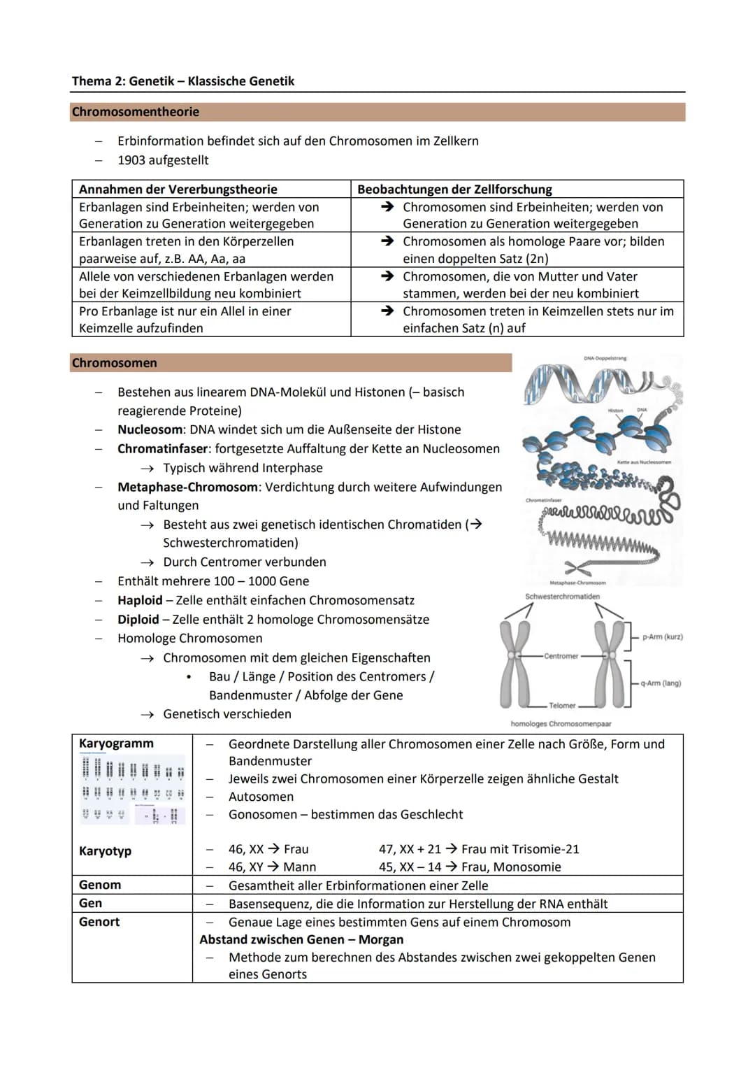Thema 2: Genetik - Klassische Genetik
Chromosomentheorie
Erbinformation befindet sich auf den Chromosomen im Zellkern
1903 aufgestellt
Annah