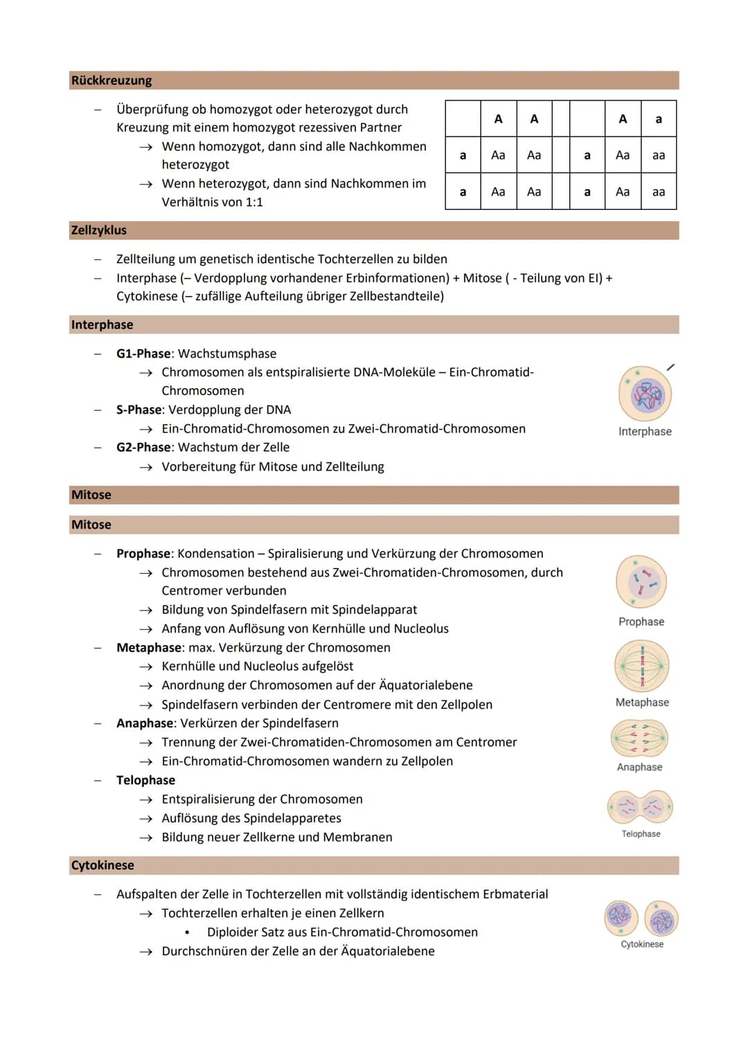 Thema 2: Genetik - Klassische Genetik
Chromosomentheorie
Erbinformation befindet sich auf den Chromosomen im Zellkern
1903 aufgestellt
Annah