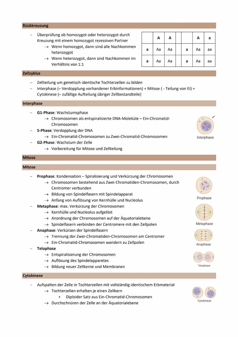 Thema 2: Genetik - Klassische Genetik
Chromosomentheorie
Erbinformation befindet sich auf den Chromosomen im Zellkern
1903 aufgestellt
Annah