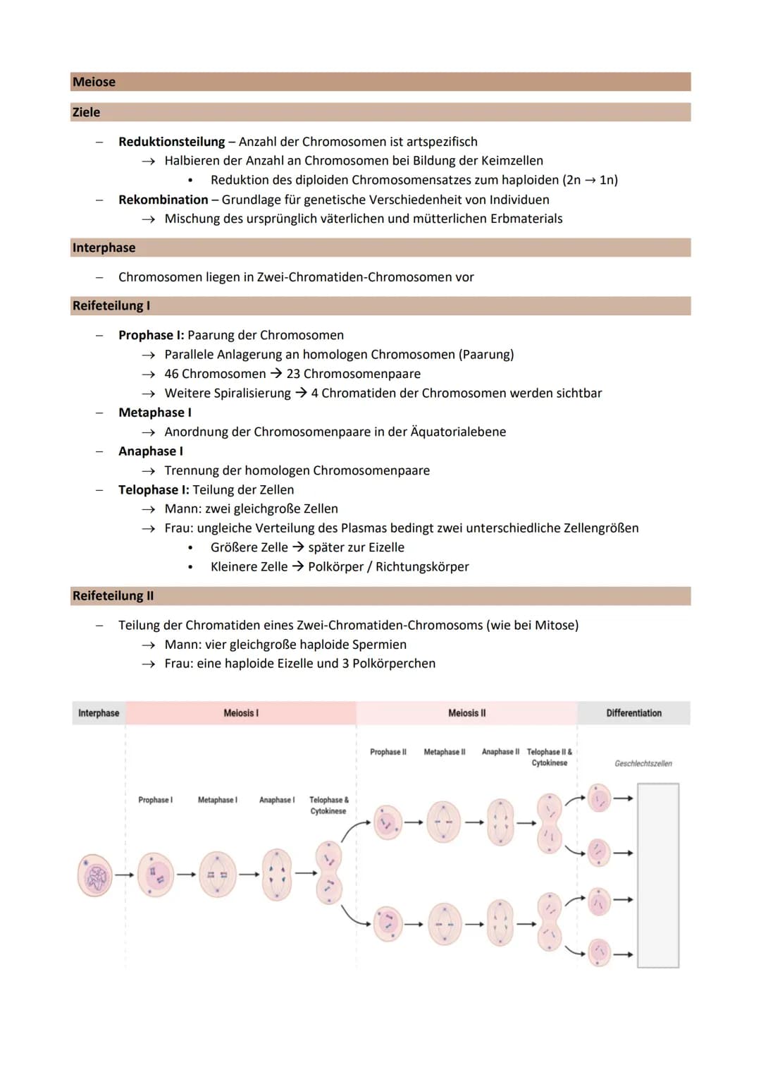 Thema 2: Genetik - Klassische Genetik
Chromosomentheorie
Erbinformation befindet sich auf den Chromosomen im Zellkern
1903 aufgestellt
Annah